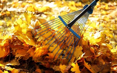 Какво трябва да знаете за греблата?