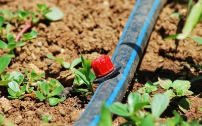 Какво трябва да знаете за капкова поливна система?