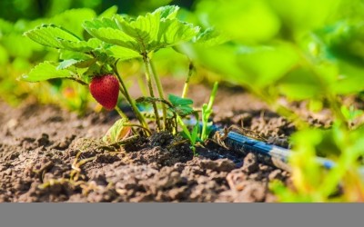 С какво се отличават тръбите за капково напояване от лентите?