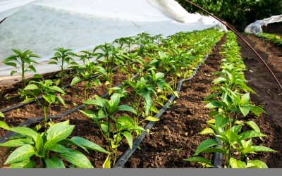 Капково напояване – от пластмасови бутилки до автоматизирана оранжерия – 1 част