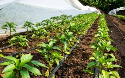 Капково напояване – от пластмасови бутилки до автоматизирана оранжерия – 1 част