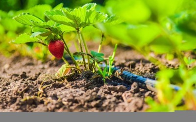 Капково напояване – от пластмасови бутилки до автоматизирана оранжерия – 3 част