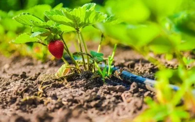 Капково напояване – от пластмасови бутилки до автоматизирана оранжерия – 3 част