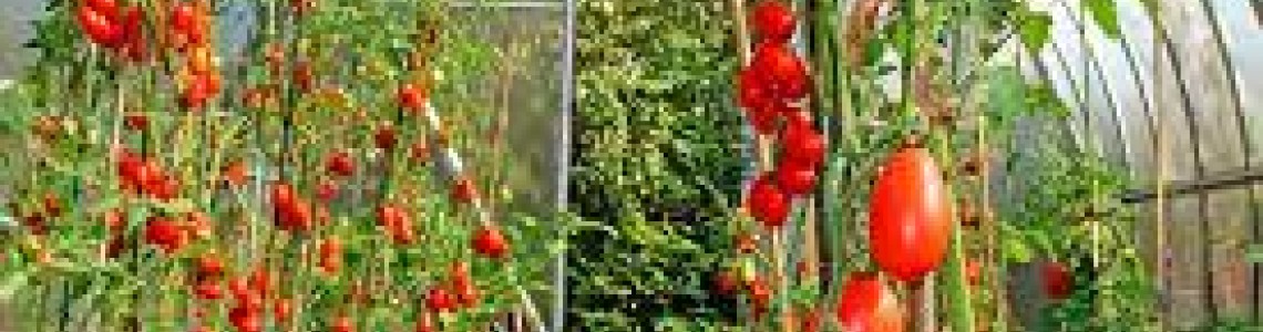 Съвети за отглеждане на домати в оранжерия