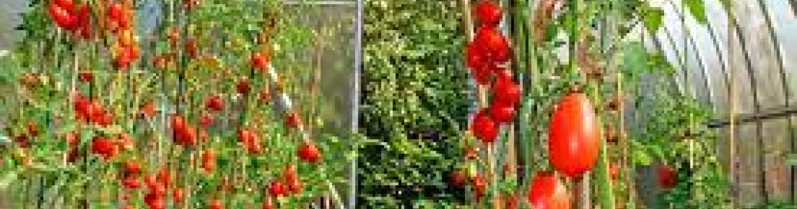 Съвети за отглеждане на домати в оранжерия Съвети за отглеждане на домати в оранжерия