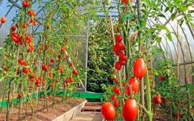 Съвети за отглеждане на домати в оранжерия