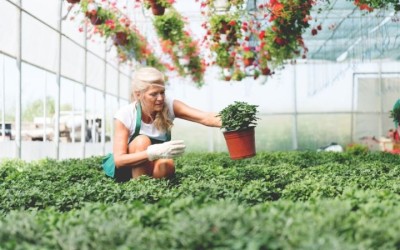 Как да изберете оранжерия правилно? – 2 част